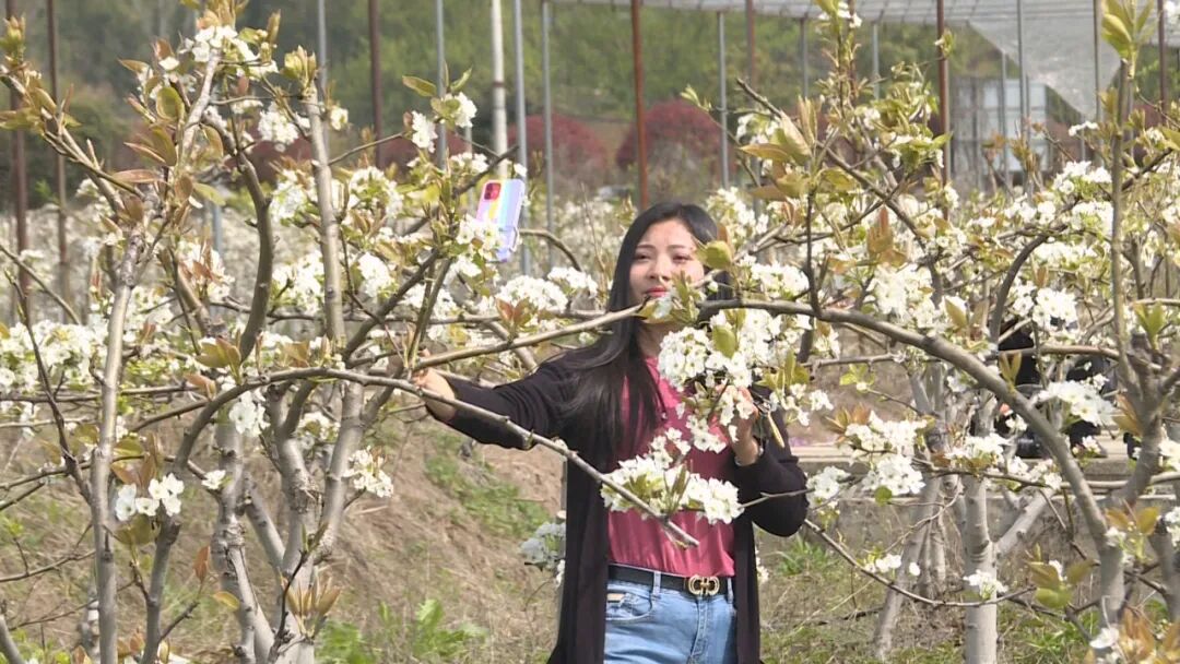 县惠民农业合作社：千树万树梨花开