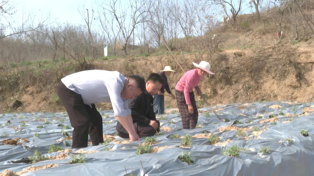三里畈镇推行“企业+基地+农户”联动发展模式 做大做强药材产业