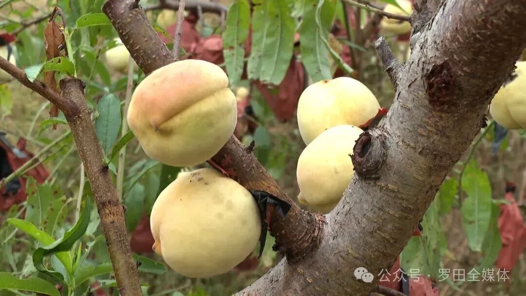 骆驼坳镇：多点发力助力乡村振兴