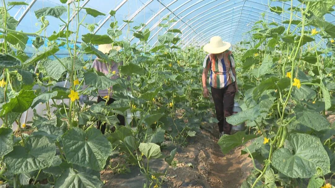 县双丰种植专业合作社：打造优质菜园子  让市民吃上放心菜