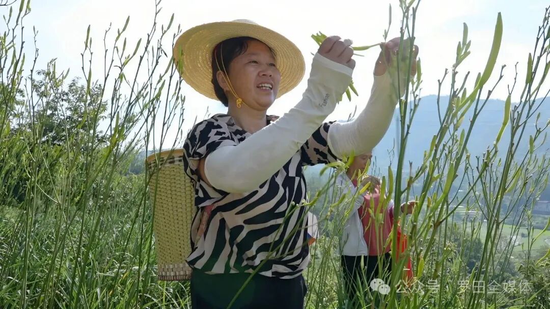 凤山镇白杨冲村：深耕特色种植 奏响乡村振兴富民曲