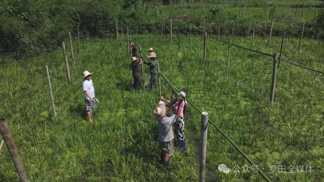 富贵中药材种植农民专业合作社：在逆境中拓荒的药材致富经