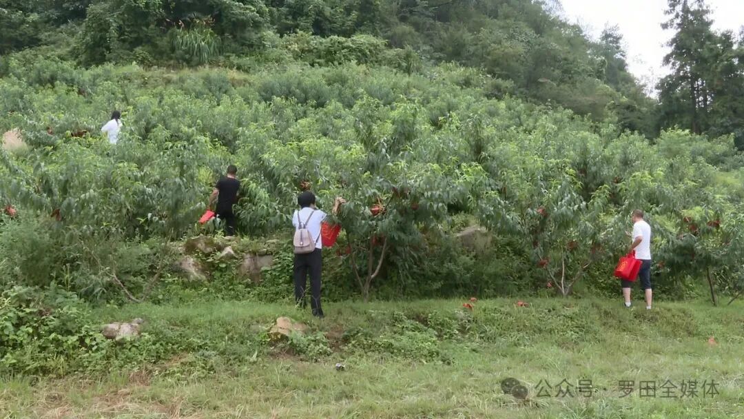 李慧：荒山种出“黄金果”  联农带动乡亲富