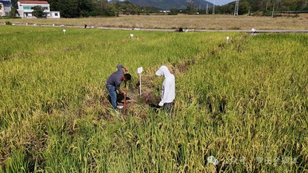 县农业农村局：校地联动  助力秸秆高效利用