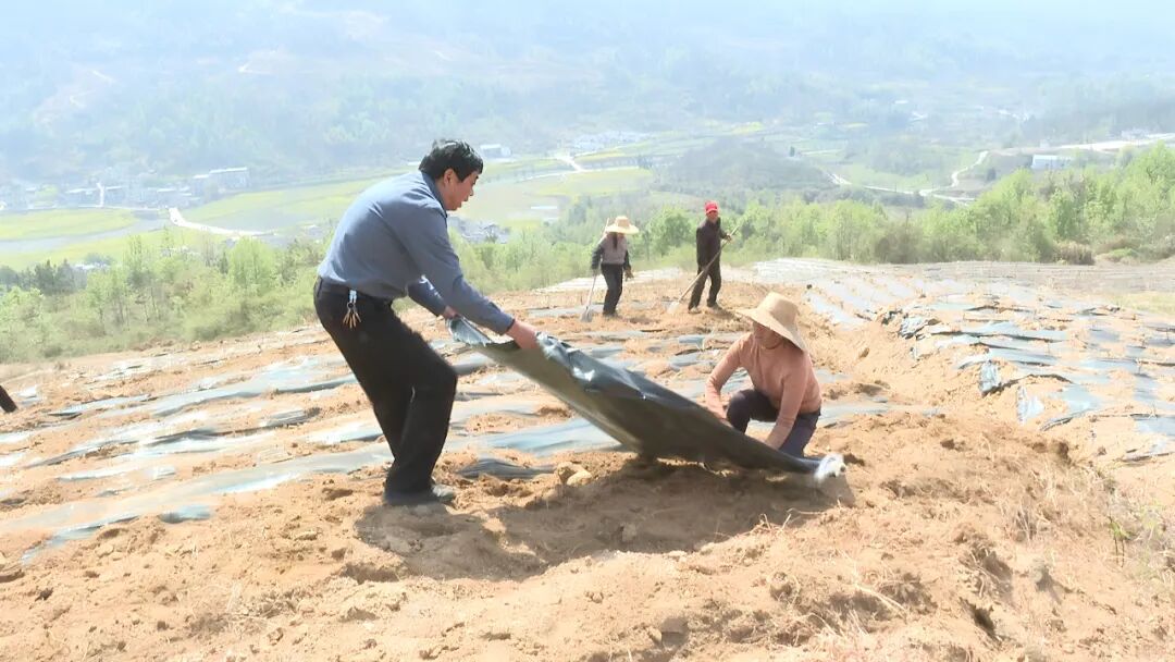 县农业农村局：推进地膜科学使用回收 助力农业绿色发展