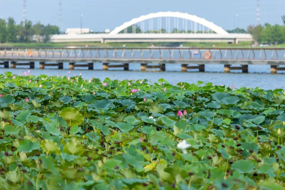 城东凤依湖图片