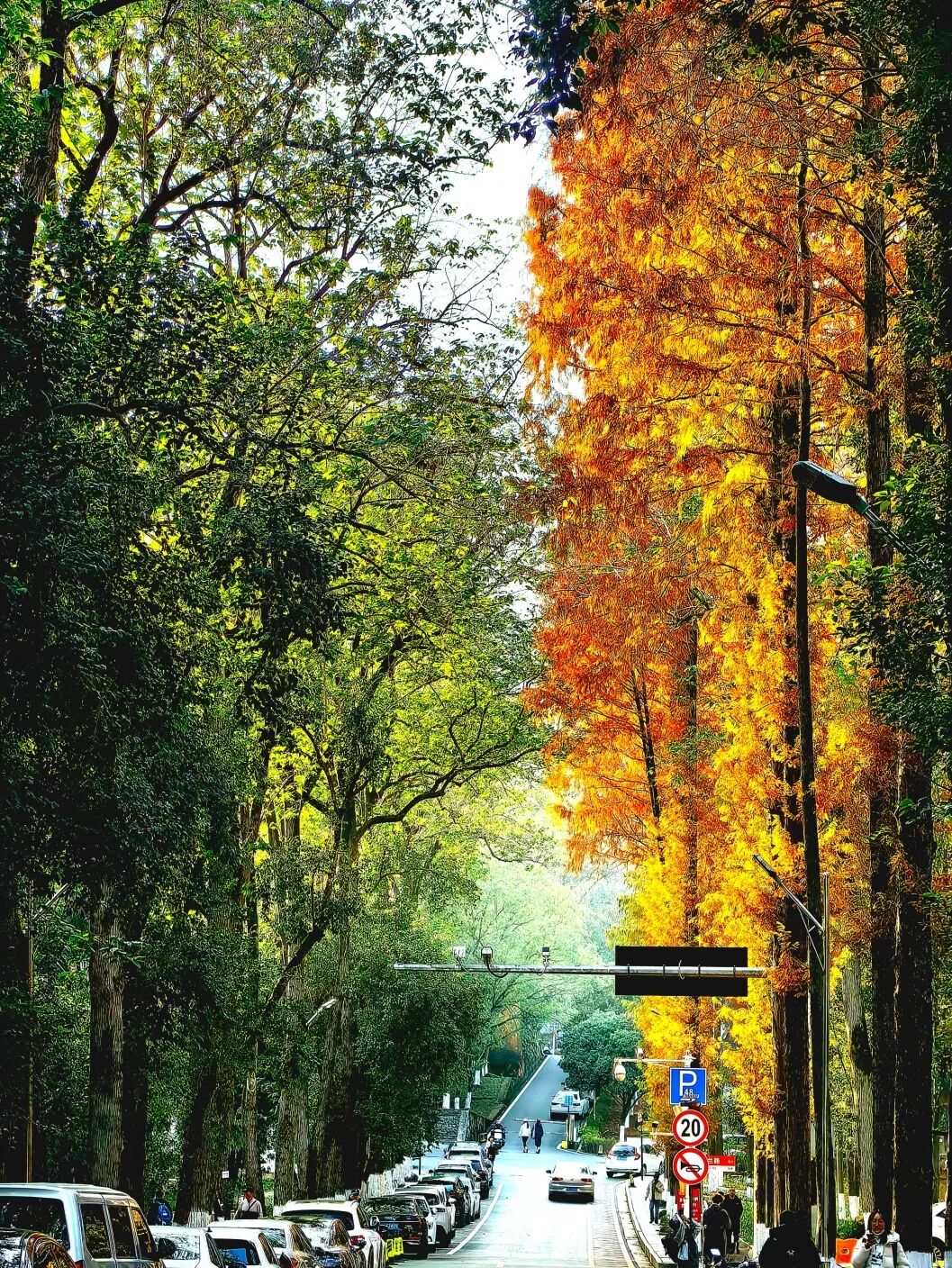 郭泉 秋景2（岳王亭路）.jpg