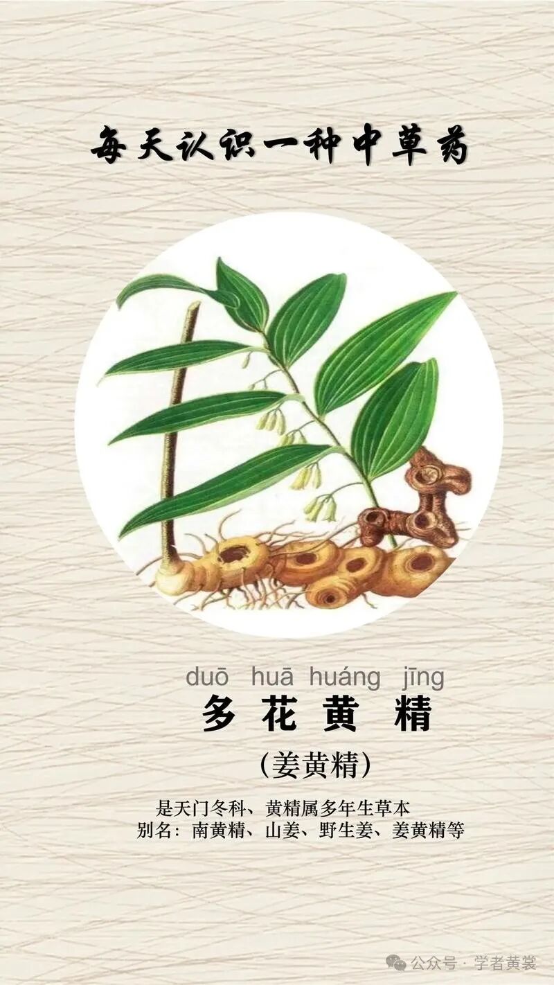 《黄精的药用价值与功效解析》