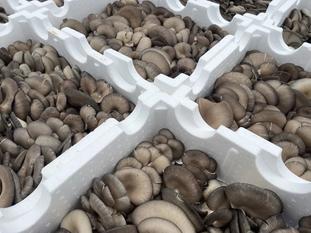 640?wx_fmt=jpeg