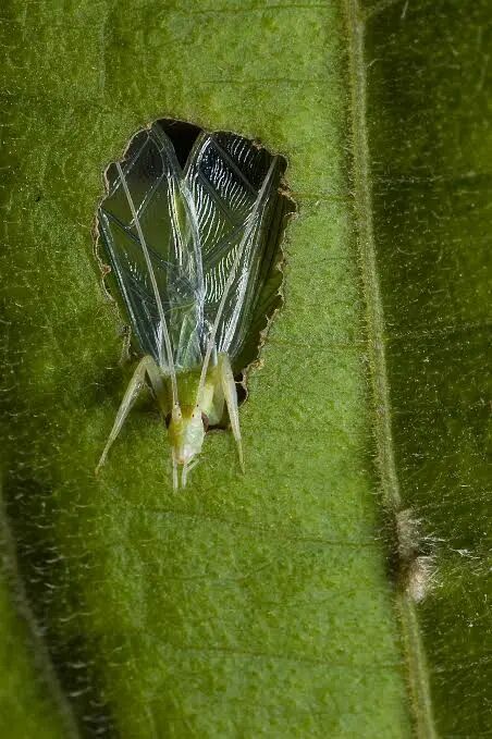 [Video] Tree crickets turn leaves into megaphones to attract mates