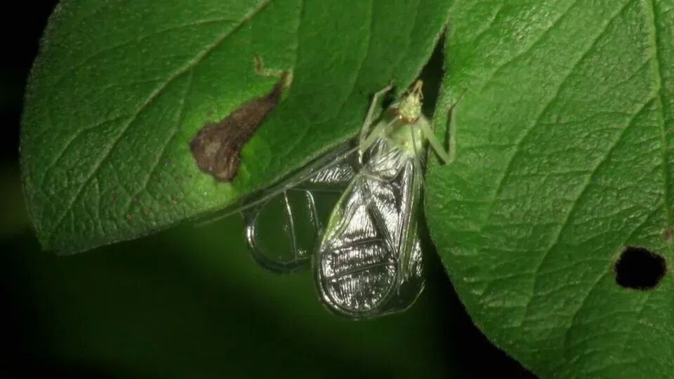 insect musicians snowy tree cricket