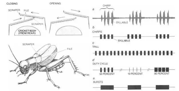 Cricket_synthesis