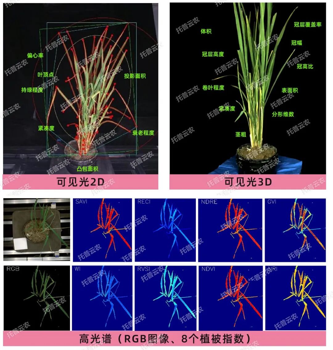 托普云農“高通量植物表型采集分析平臺”榮獲CISILE 2024 “自主創(chuàng)新金獎”