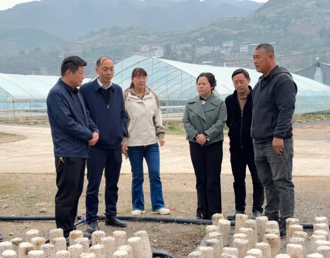 县委常委副县长周凌到河坝镇调研