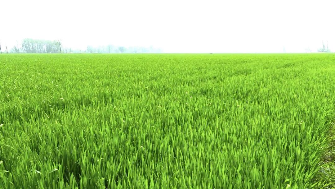 壁纸 成片种植 风景 植物 种植基地 桌面 1080_608