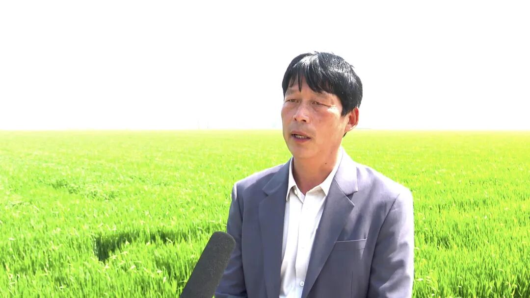 小田变大田颍上县谢桥镇大托管服务拓宽农民致富路