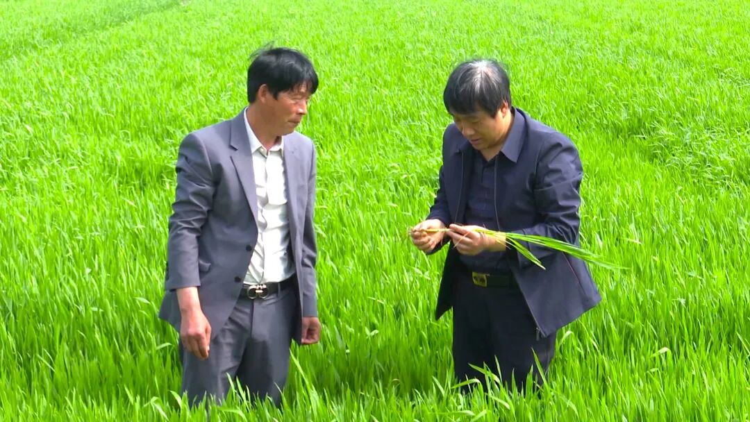 小田变大田颍上县谢桥镇大托管服务拓宽农民致富路