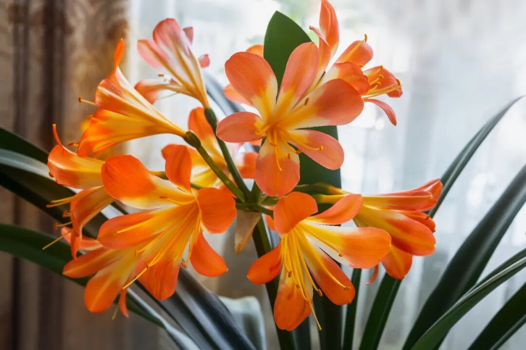 34个省级行政区，34种省花，34首诗词，你的城市是什么花？