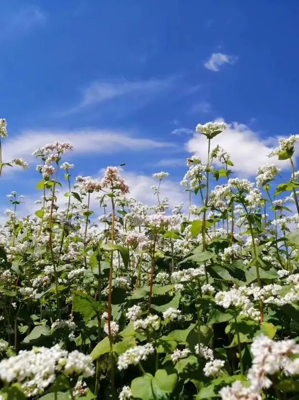 阻虎乡红山荞麦,让世界为之震惊