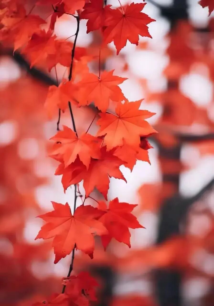 九月又去，十月又来。时光不老，我们不散