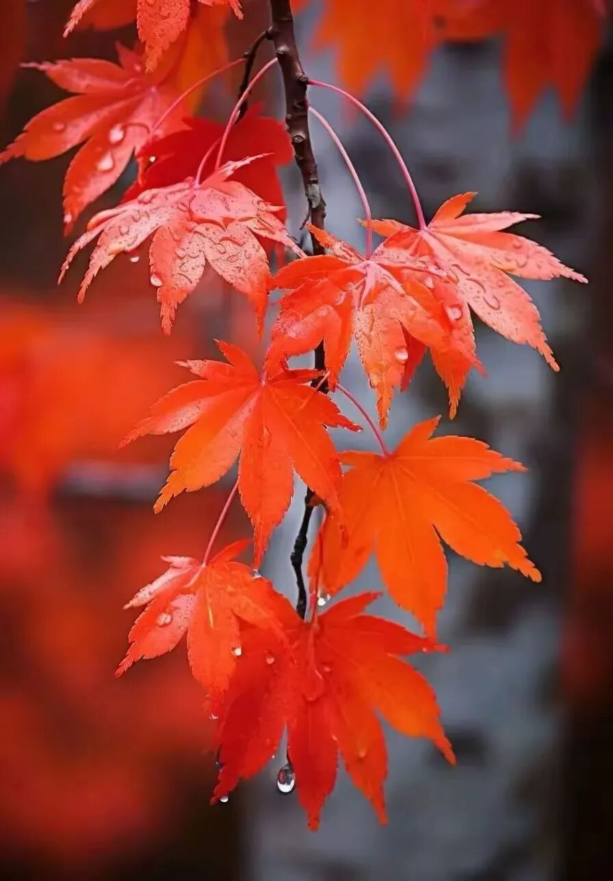 九月又去，十月又来。时光不老，我们不散