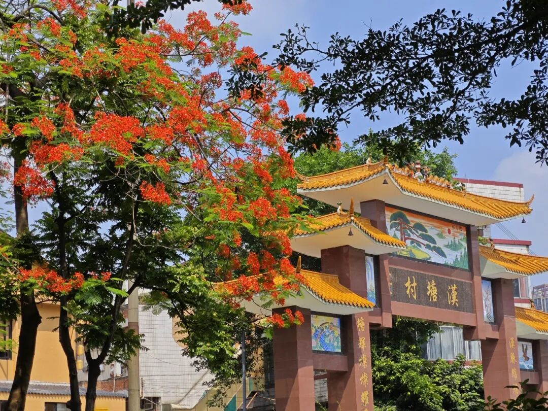 凤凰花开,青春正好!佛山夏日校园绝美大片限时放映中