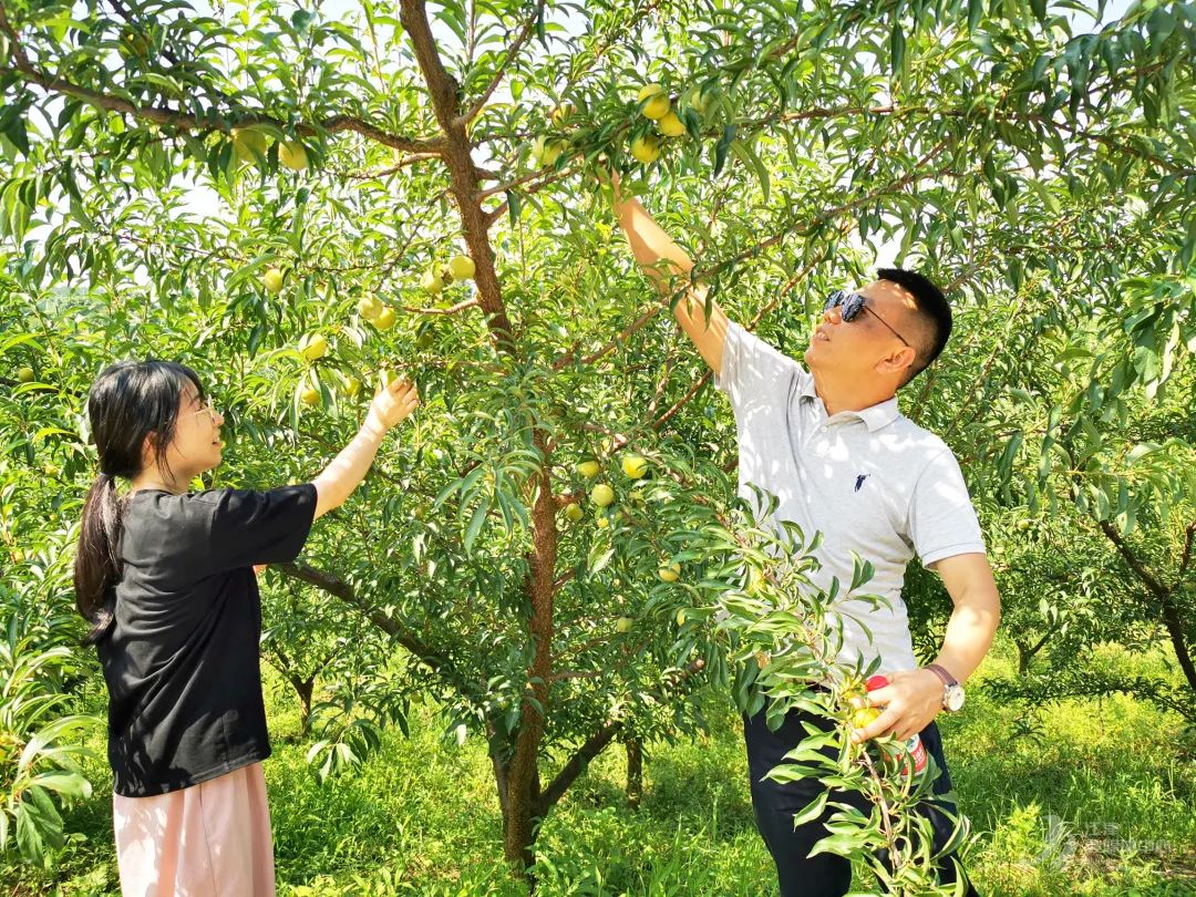 贾嗣2000亩李子上市啦