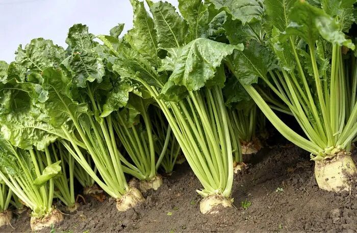 中国古代将甜菜称作"忝菜",又名君达菜,火焰菜等.