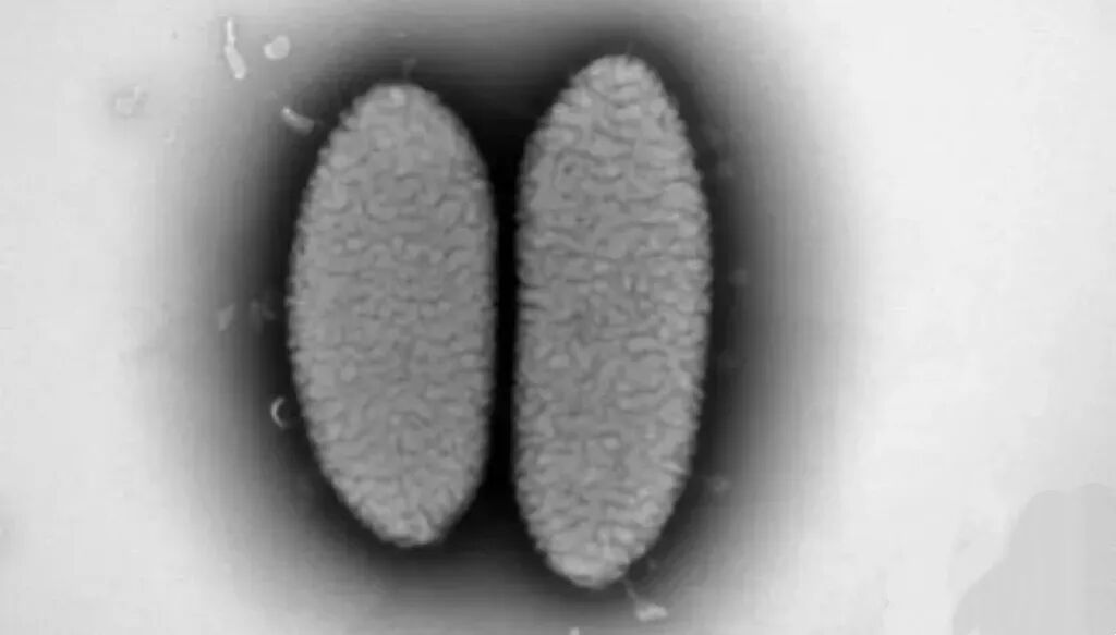 丹霞红岩杆菌细胞透射电镜图。