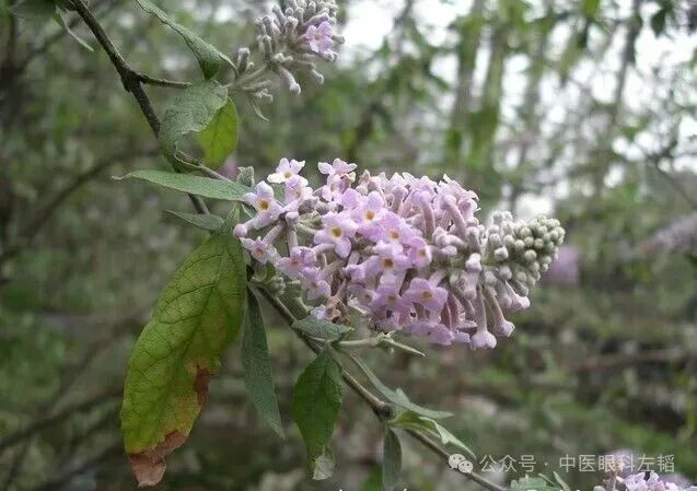 一味养眼“神药”，堪称天然眼神经修复剂