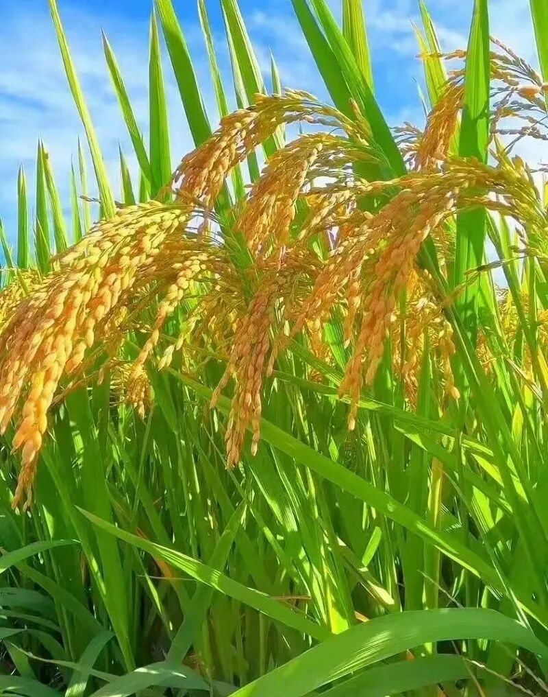 d-spect怎么检查【科普-SPECT】心肌灌注显像检查流程与注意事项_https://www.jmylbn.com_新闻资讯_第1张