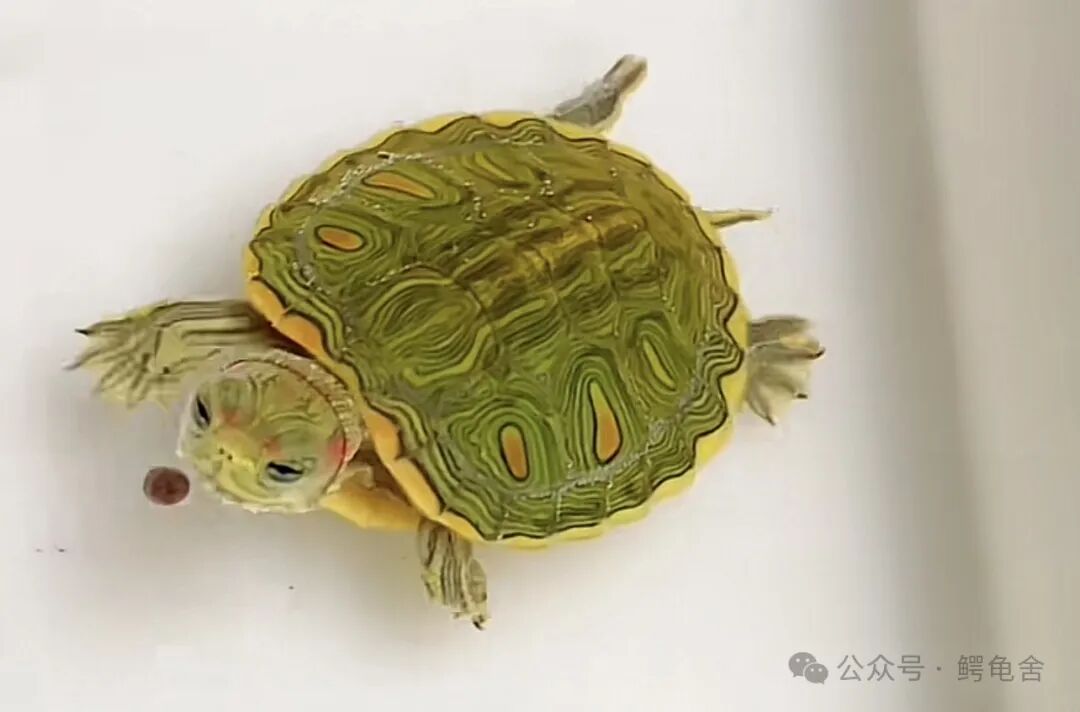 小乌龟吃什么