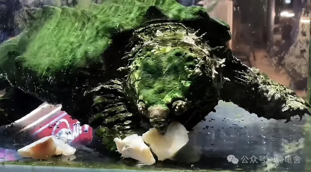 小乌龟吃什么