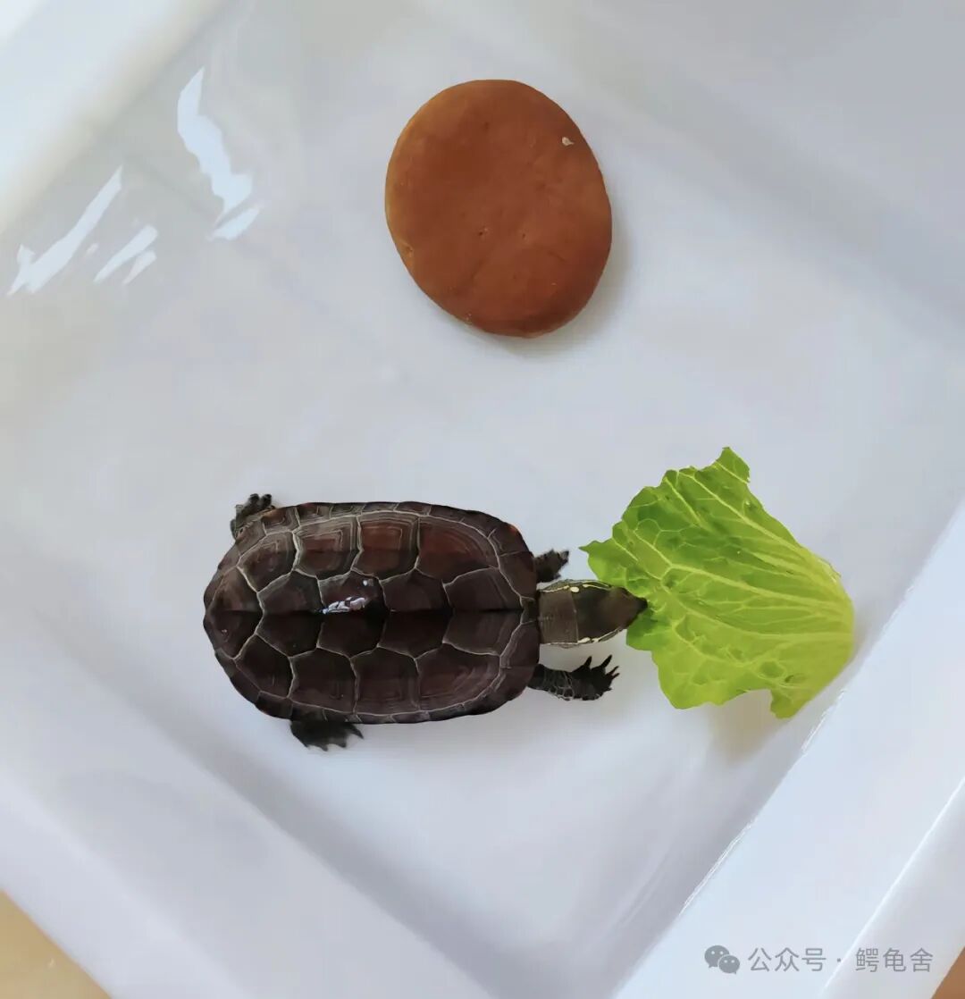 新手养龟必看：小乌龟吃什么？全面盘点适合初养者的乌龟食物清单