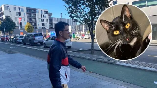 r/newzealand - ‘Cruel in the extreme’: Man tortured family cat as relationship broke down