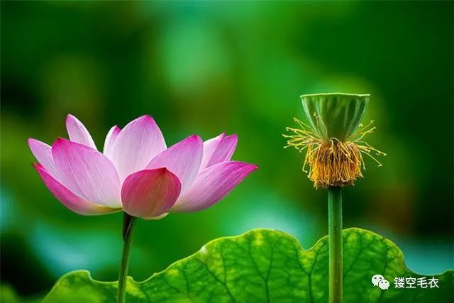 佛语看淡人生的句子，哪一句让你大彻大悟？