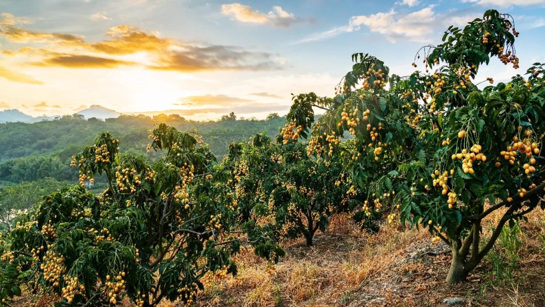 郁南无核黄皮：果大肉厚味美无核-新华网
