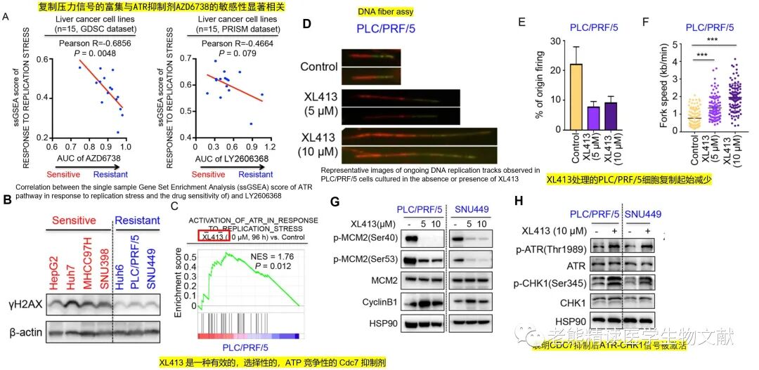 med压力怎么弄Genome Med(IF=11)｜靶向CDC7通过诱导DNA复制压力增强肝癌ATR-CHK1的抑制作用_https://www.jmylbn.com_新闻资讯_第7张