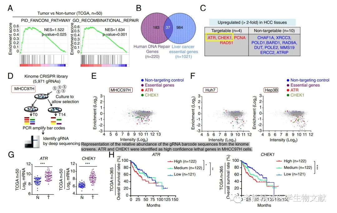 med压力怎么弄Genome Med(IF=11)｜靶向CDC7通过诱导DNA复制压力增强肝癌ATR-CHK1的抑制作用_https://www.jmylbn.com_新闻资讯_第2张