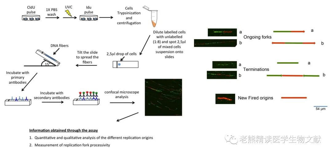 med压力怎么弄Genome Med(IF=11)｜靶向CDC7通过诱导DNA复制压力增强肝癌ATR-CHK1的抑制作用_https://www.jmylbn.com_新闻资讯_第9张