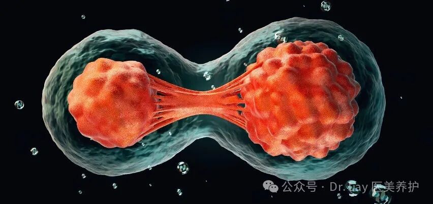 在人体中的作用机制之促进血管生成