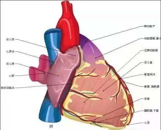 胎儿超声心电图是什么宣 教丨心脏超声的重要性及作用_https://www.jmylbn.com_新闻资讯_第19张