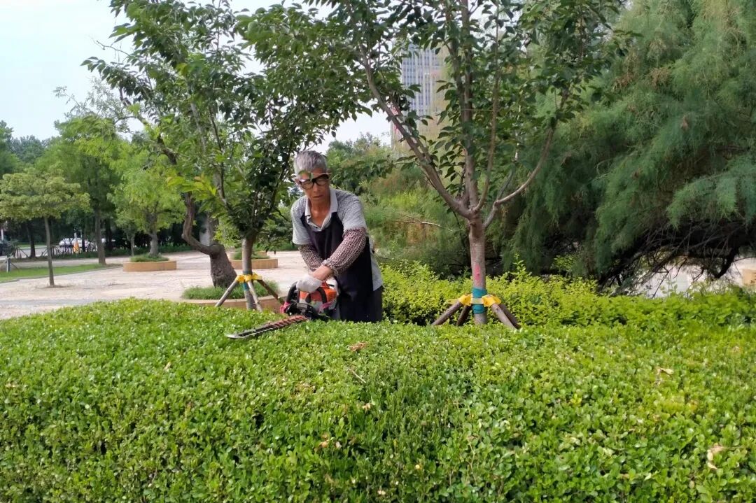 福山区综合行政执法局园林中心开展绿篱模纹精细化修剪工作