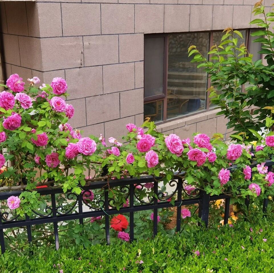 第3744季【晓琳专栏】来自五月的惊喜：两个课，一本书