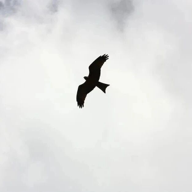 【青春语文·张洁素读】你的浪漫——读《海燕》