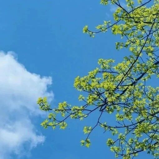 第3942季【青春语文·王君专栏】关于《春》，一堂二十五年前的作文课