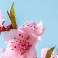 第3801季【湿地随笔】张寒潇：重新发现孙犁——读《铁木前传》