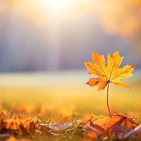 【青春语文·卢望军思想的芦苇】再说“木叶”