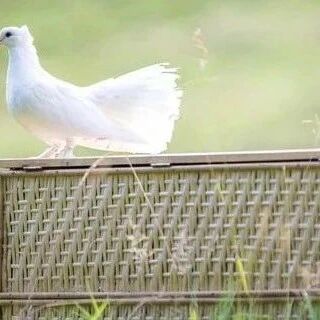 【青春语文•米英专栏】赵米英：通过爱解读《我的白鸽》