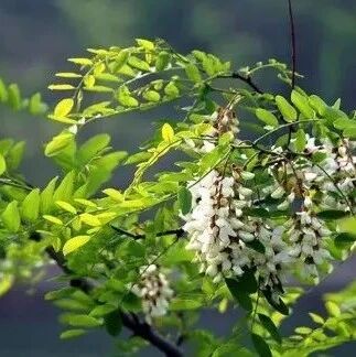 【湿地作文】白利：师生同台《树》
